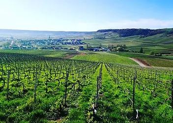 Le terroir du vignoble